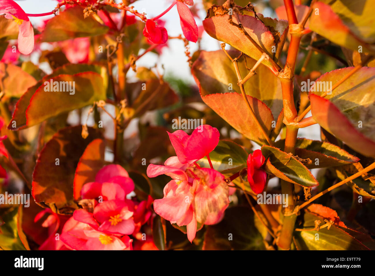 Bush of begonia flowers, succulent plant with green and brown tender leaves, brtanches and trunk Stock Photo