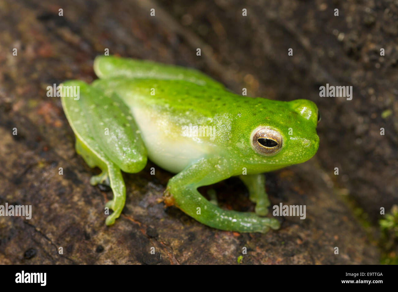 A Greater Hatchet-faced Tree Frog, Peru. Stock Photo