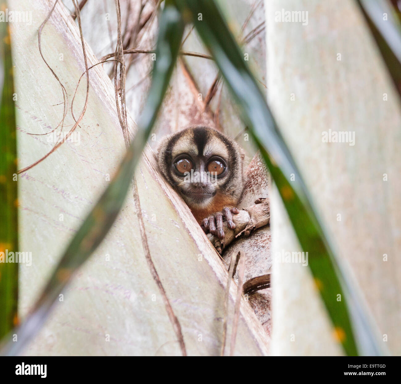 An Owl monkey in a tree, Peru. Stock Photo