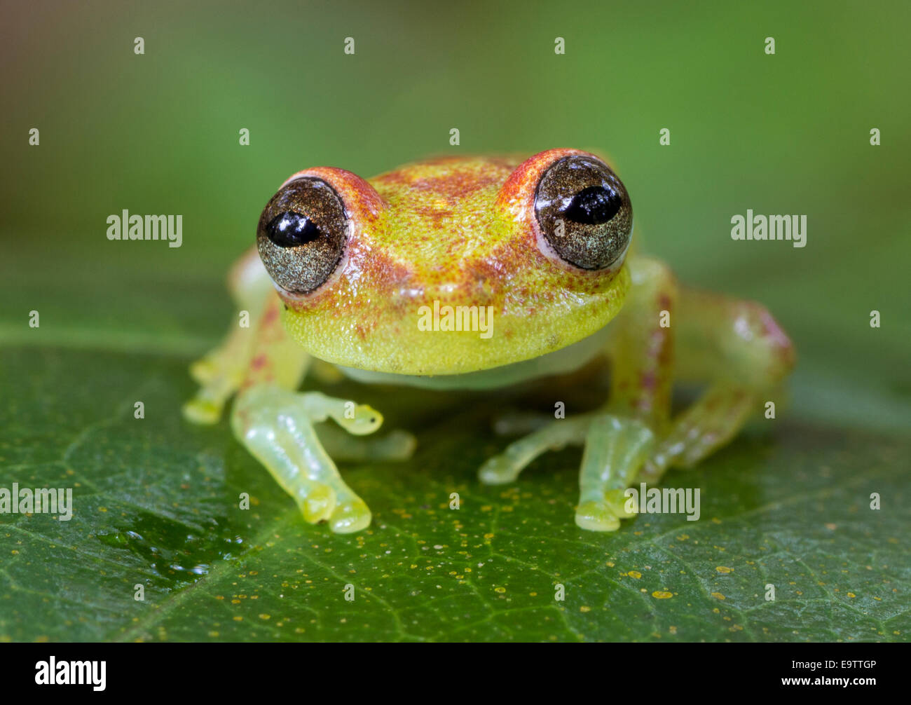 A polka dotted tree frog in the Peruvian part of the Amazon Rainforest