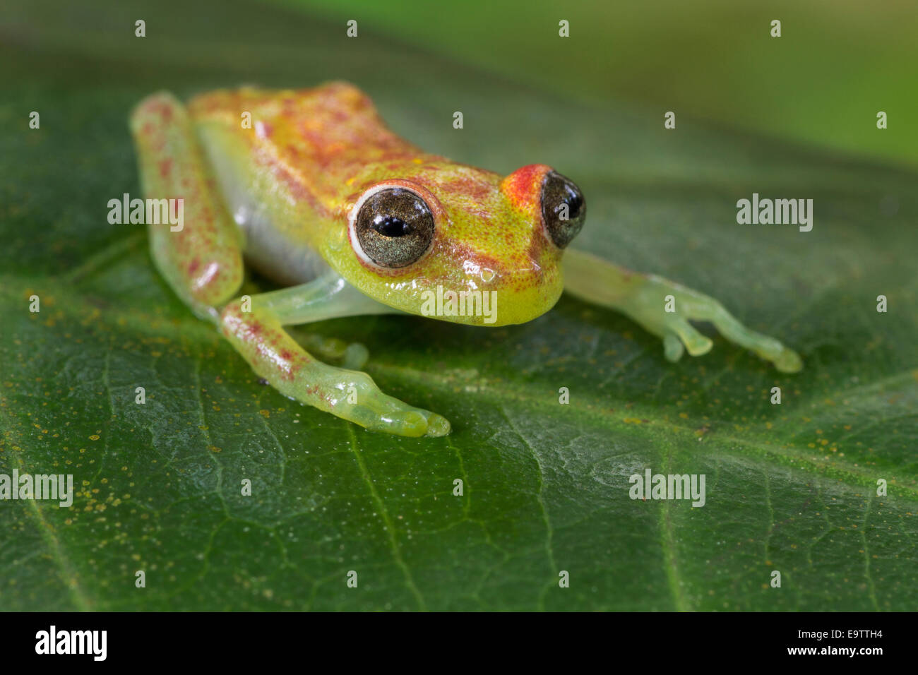 Amazon rainforest frog hires stock photography and images Alamy