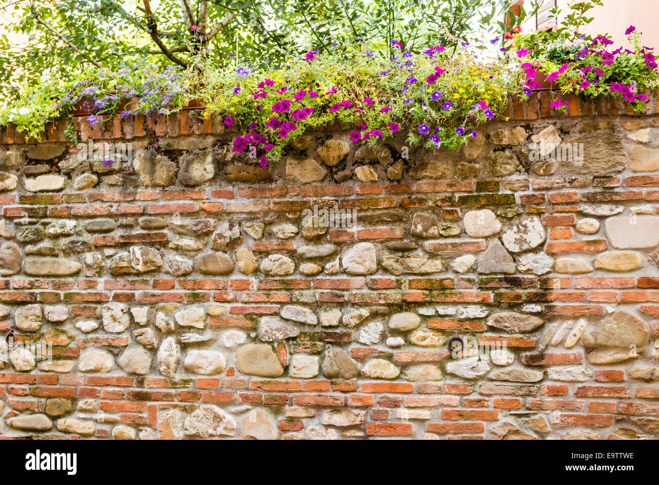 hanging down flowers on the medieval brick walls of the small village of Dozza near Bologna in Emilia Romagna, Italy Stock Photo