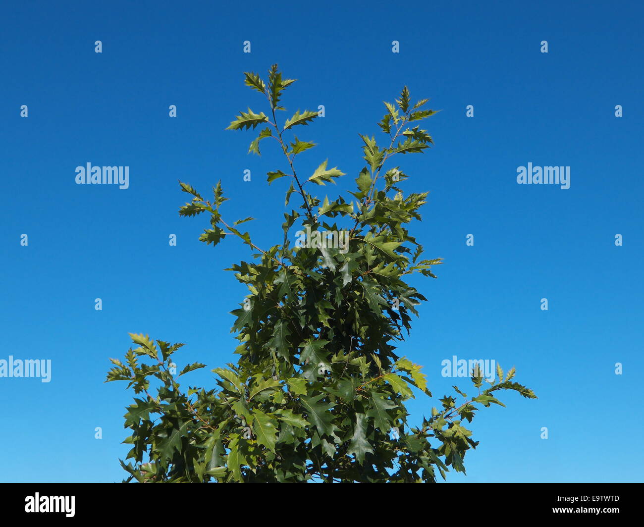 Green tree on blue sky background Stock Photo - Alamy