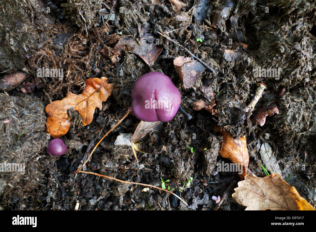 Amethyst Deceiver or Laccaria amethystina fungi mushroom top above overhead view growing in garden manure in autumn in rural Carmarthenshire Wales UK  KATHY DEWITT Stock Photo