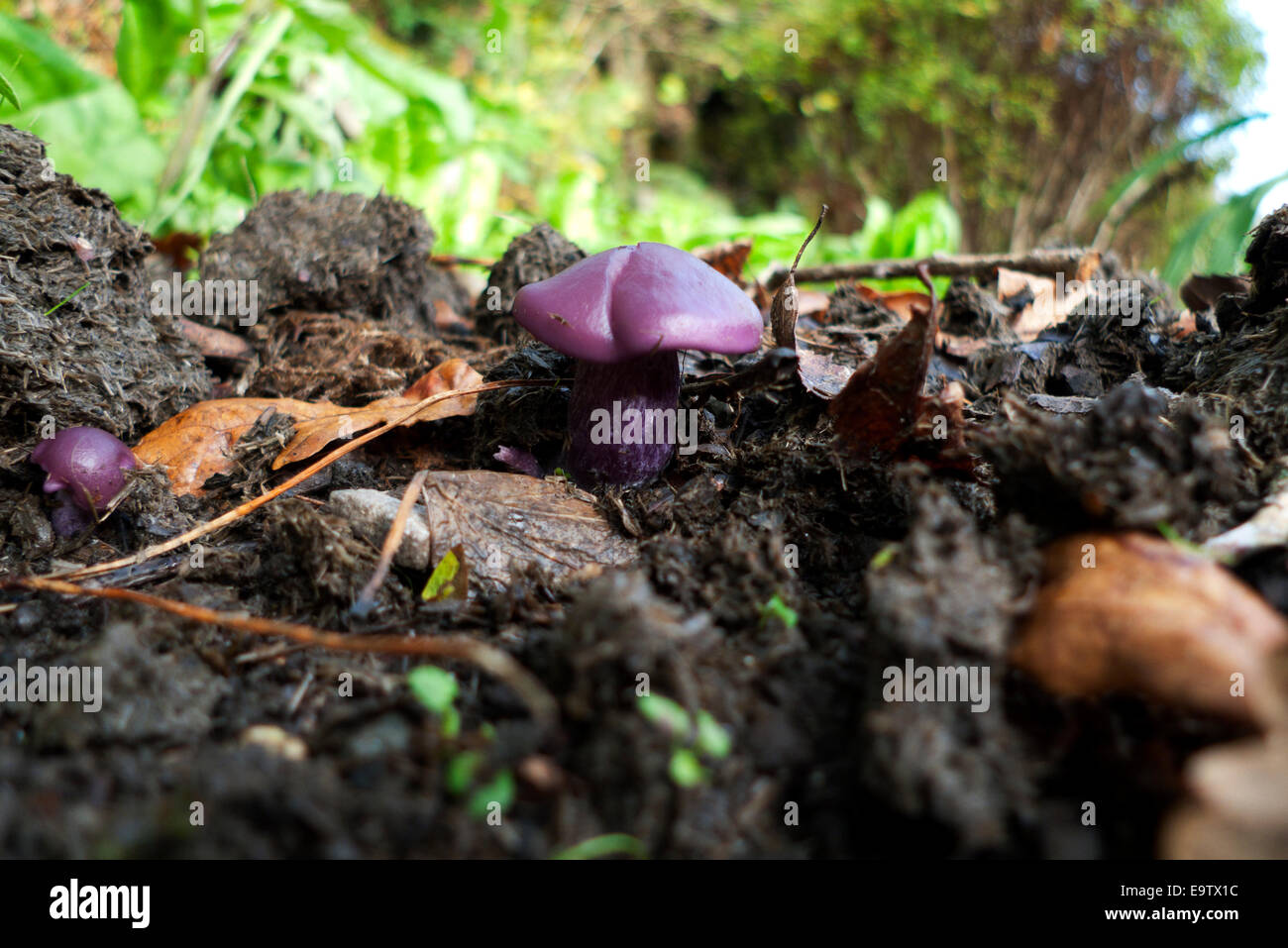 Amethyst Deceiver or Laccaria amethystina fungi mushroom growing in garden manure in autumn in rural Carmarthenshire Wales UK  KATHY DEWITT Stock Photo
