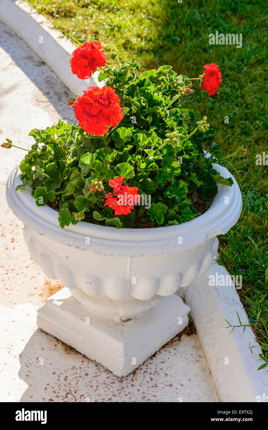 Red Geraniums in pots at  garden Stock Photo