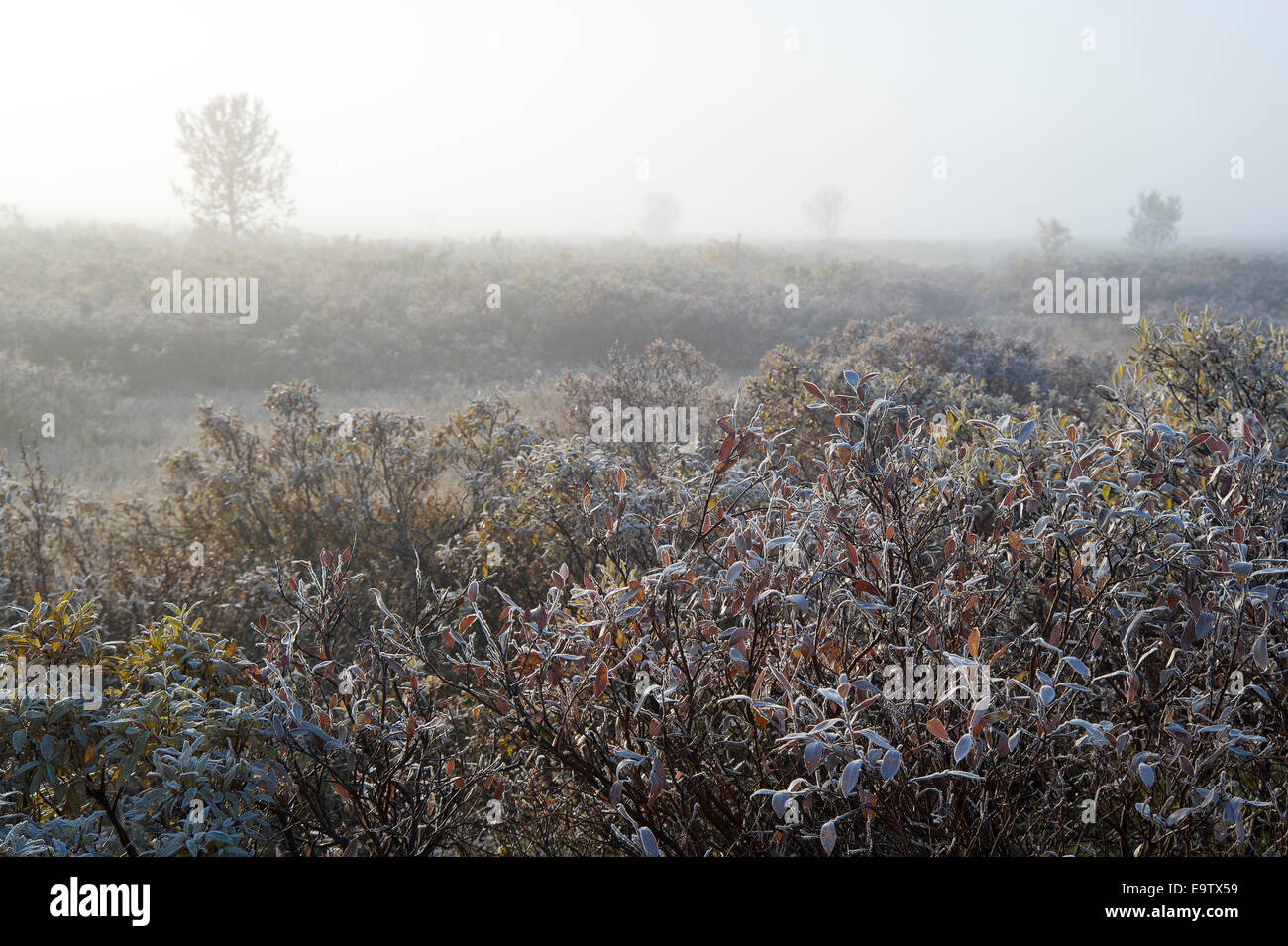 Willow bushes at misty morning Stock Photo