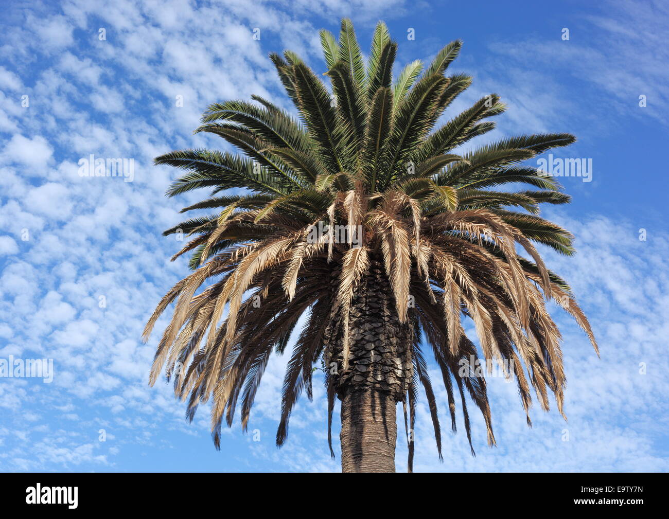 Palm tree in San Diego, California, USA. Stock Photo