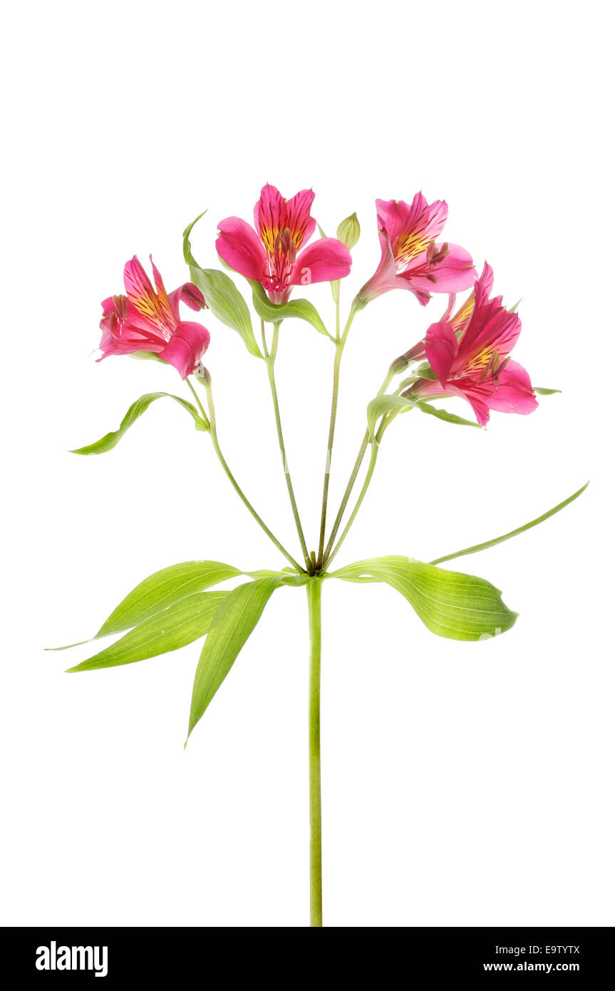 Alstroemeria flowers and leaves isolated against white Stock Photo