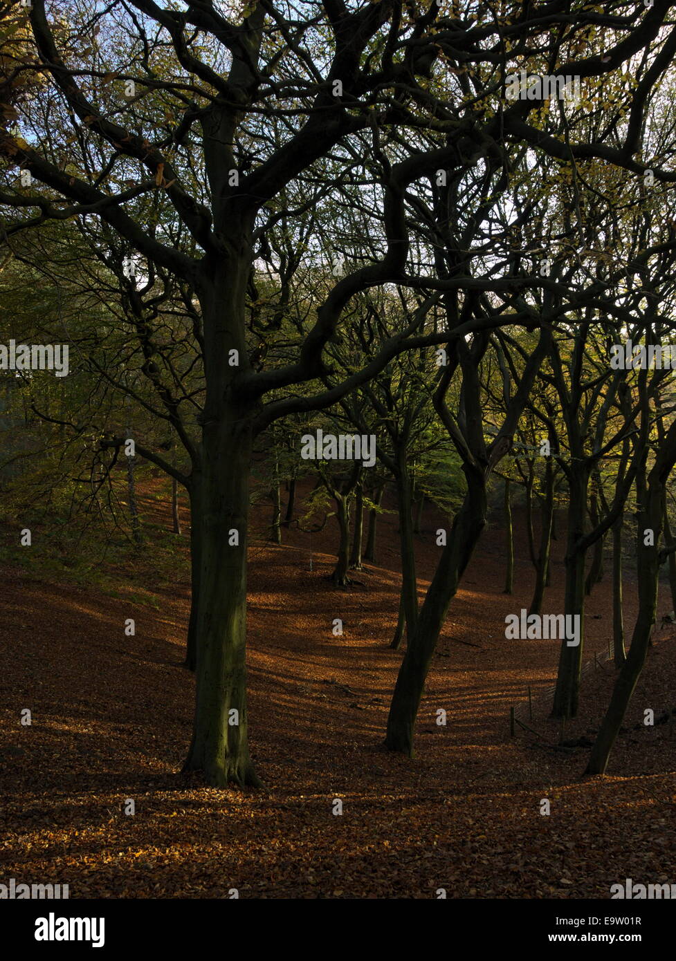 Beech woodland in Autumn, with bronzed fallen leaves on the floor and a rope swing hanging from a branch in Tandle Hill Park, Royton. Stock Photo