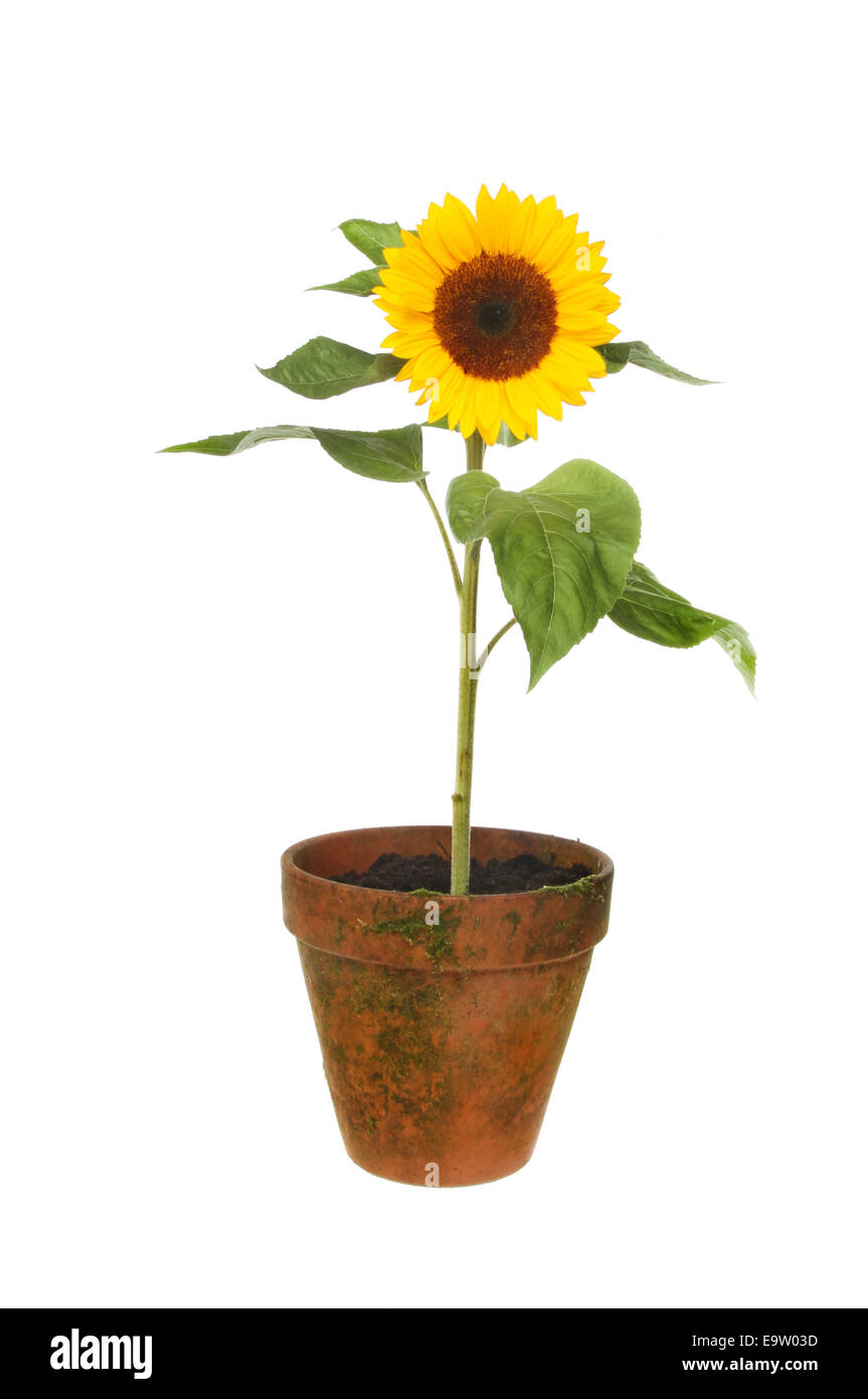 Sunflower in flower pot hires stock photography and images Alamy