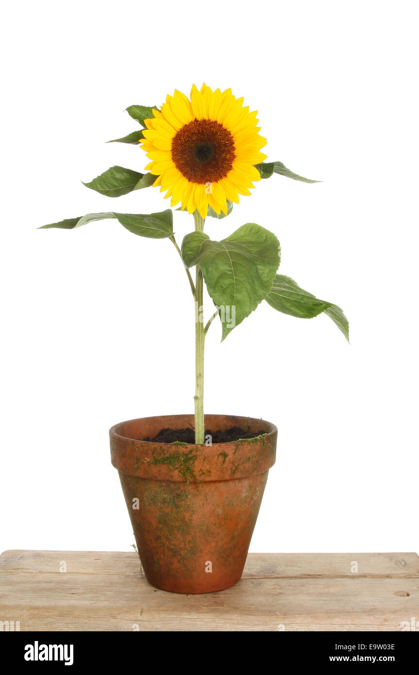 Sunflower in flower pot hires stock photography and images Alamy