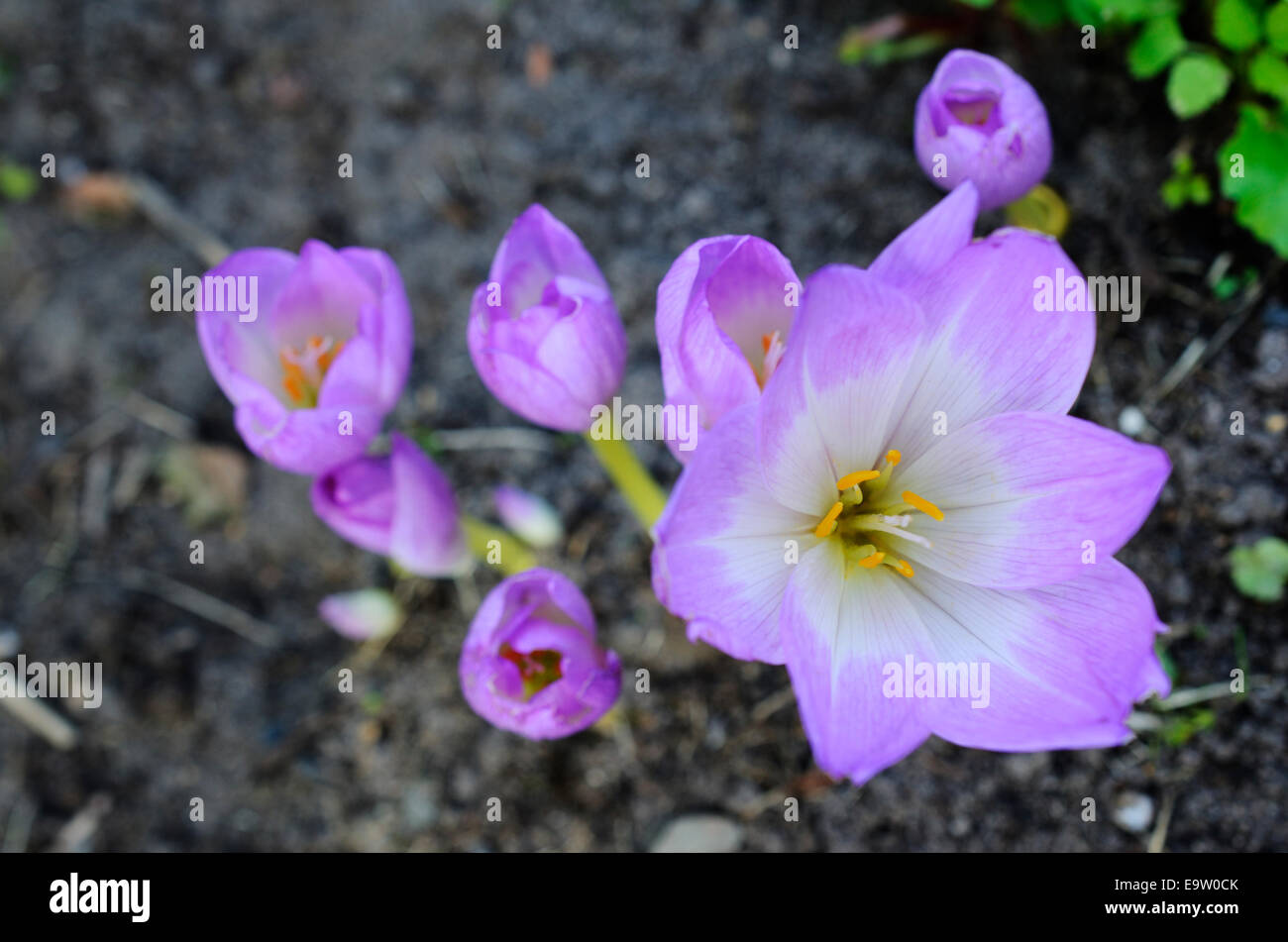 sunlit colchicum in the flowerbed, top view Stock Photo