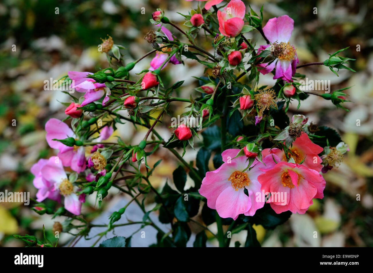 bouquet of roses on a colorful autumn background Stock Photo - Alamy