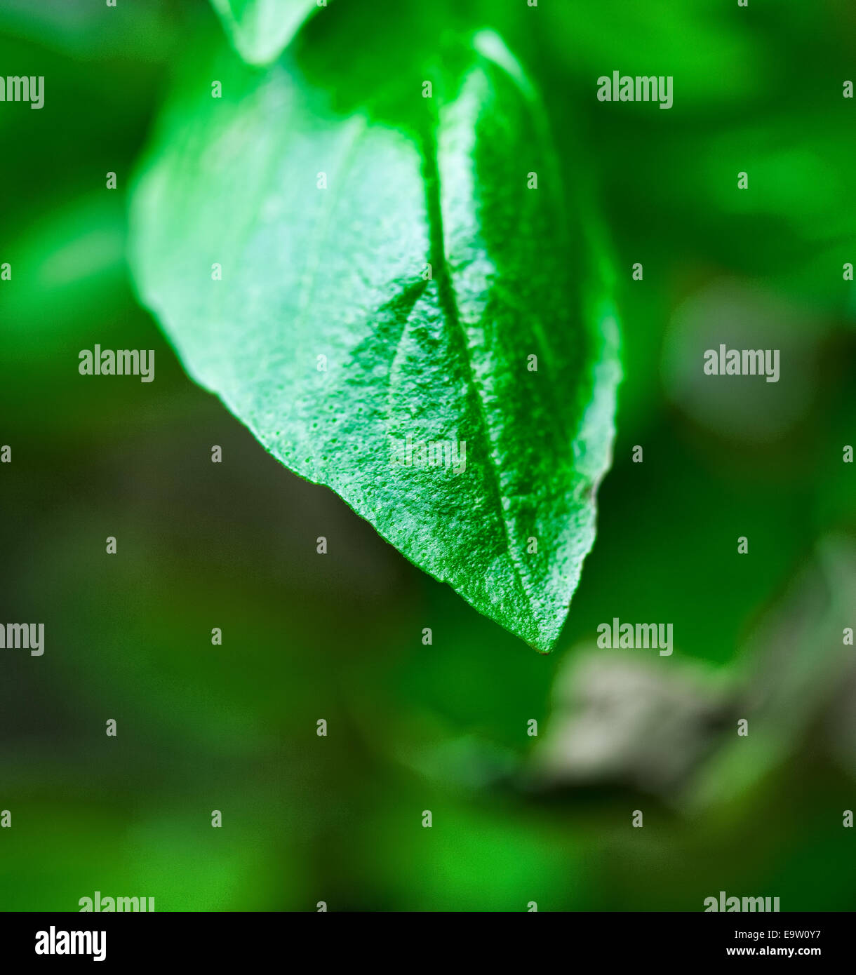 Basil leaf Stock Photo