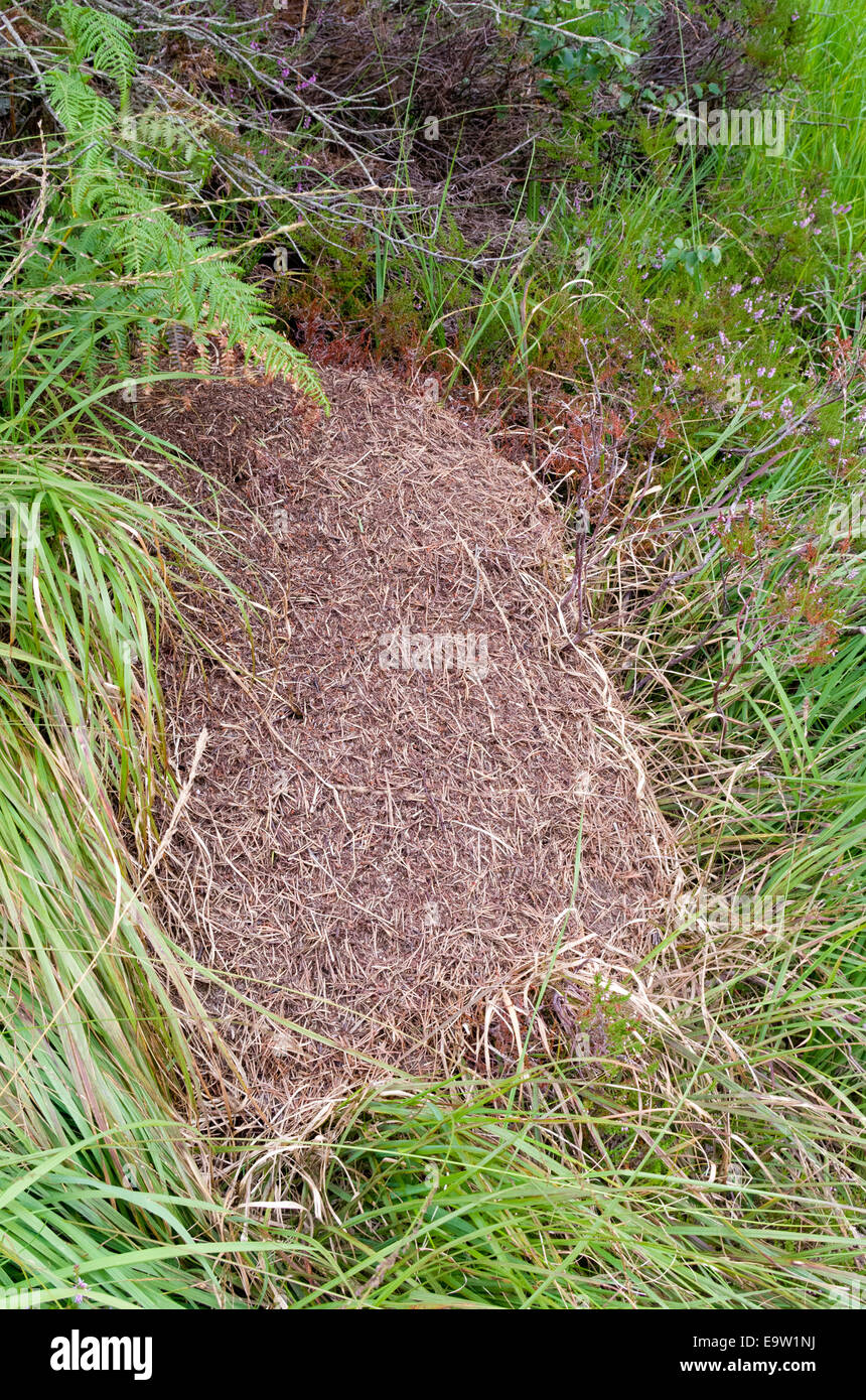 Wood Ants ( Formica rufa ) Nest in Summer, UK Stock Photo Alamy