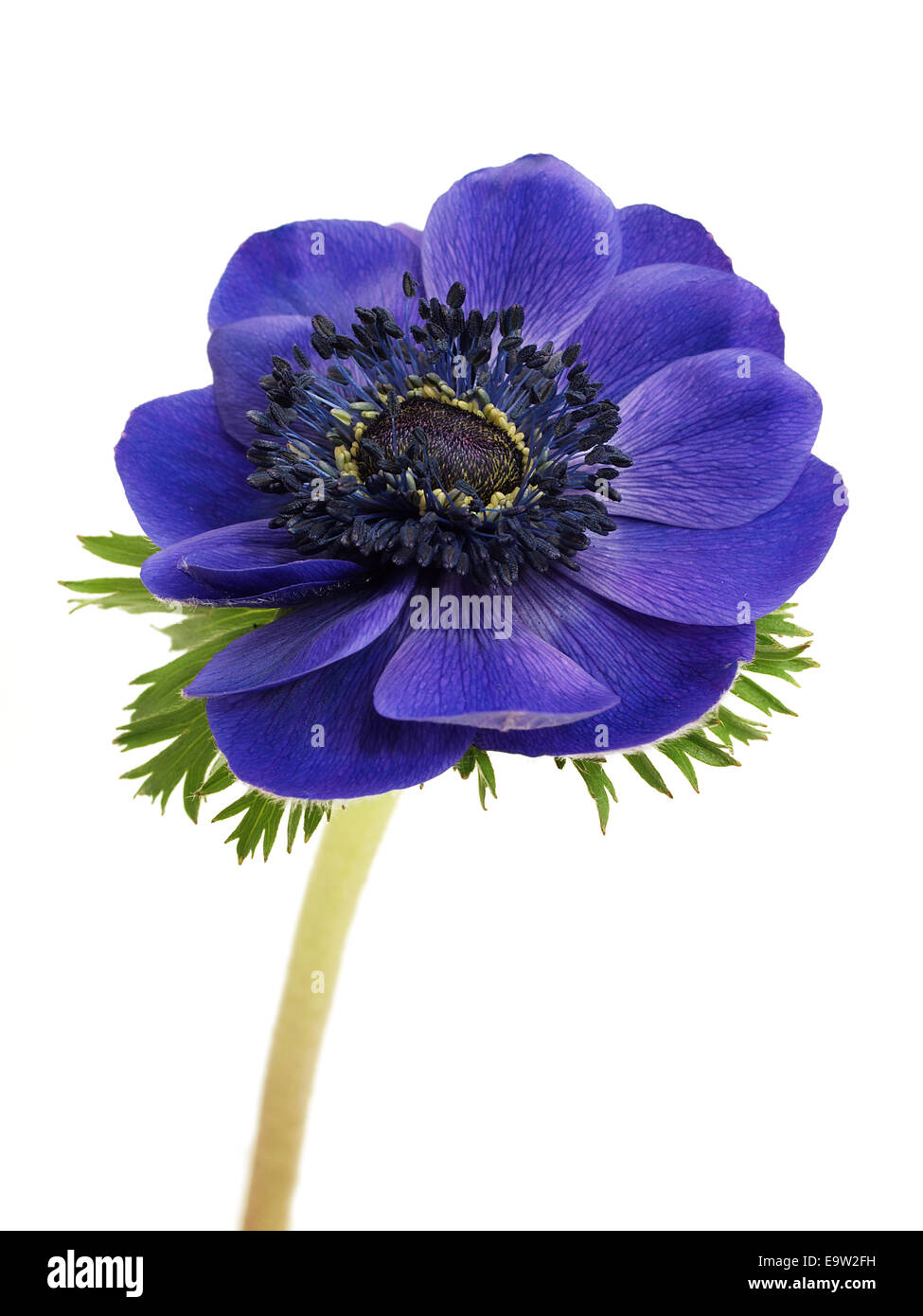 Olympus detail Cut Out Stock Images & Pictures Alamy