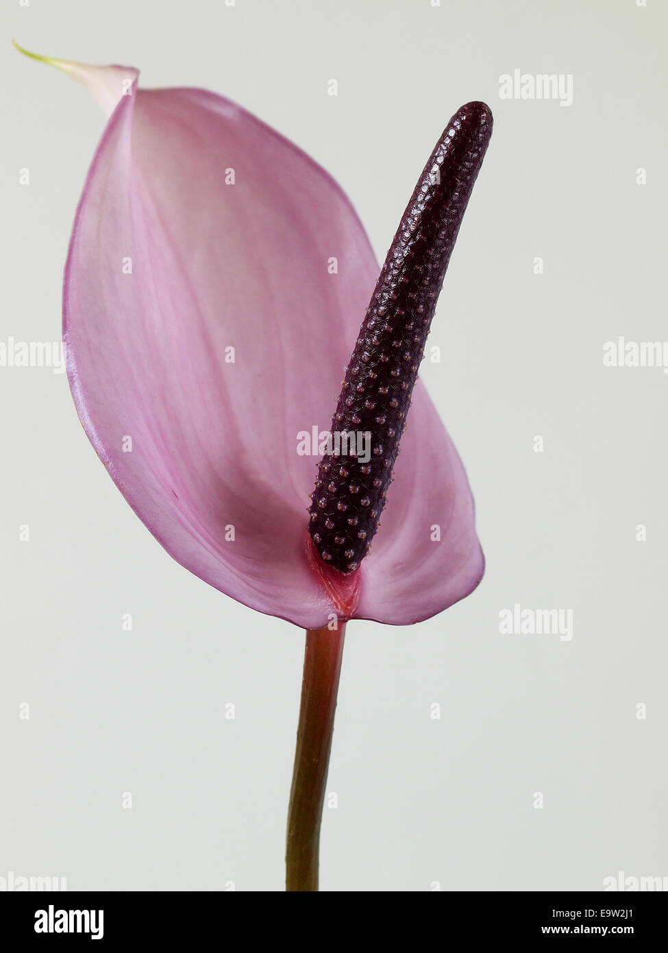 Violet anthurium flower Stock Photo