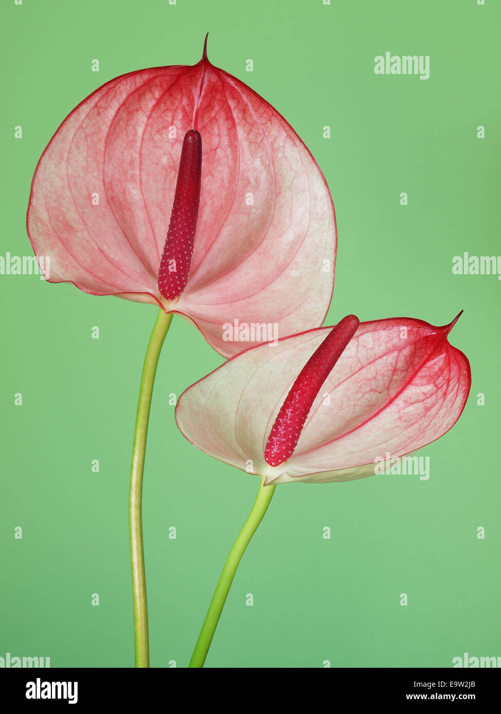 Pink anthurium flowers Stock Photo