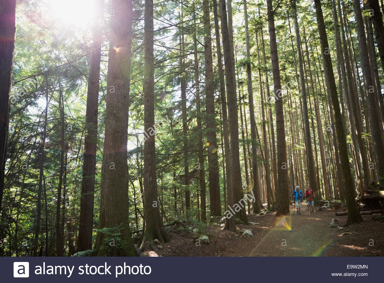 Women hiking below trees in sunny woods Stock Photo
