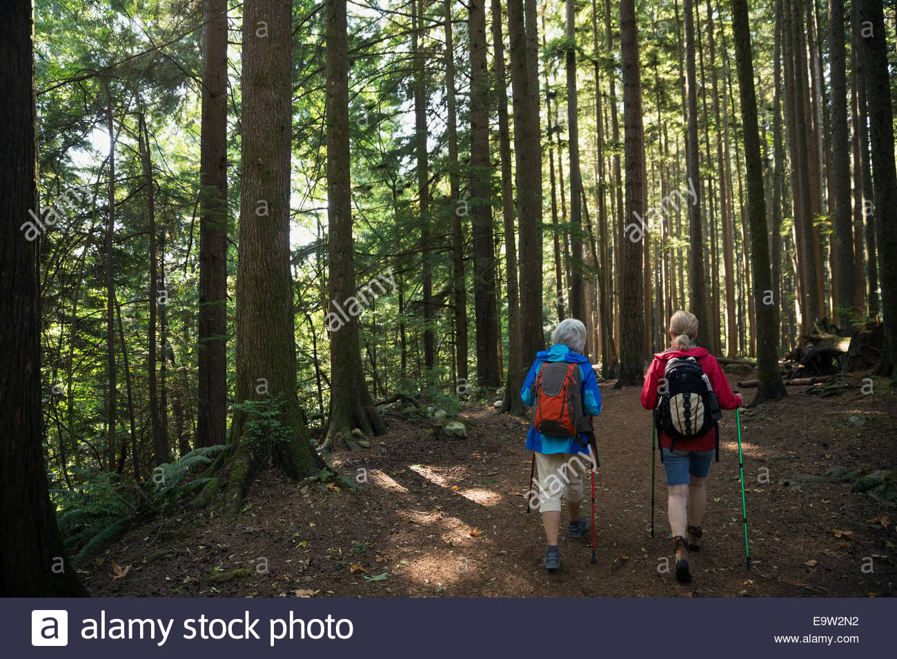 Women hiking below trees on trail in woods Stock Photo