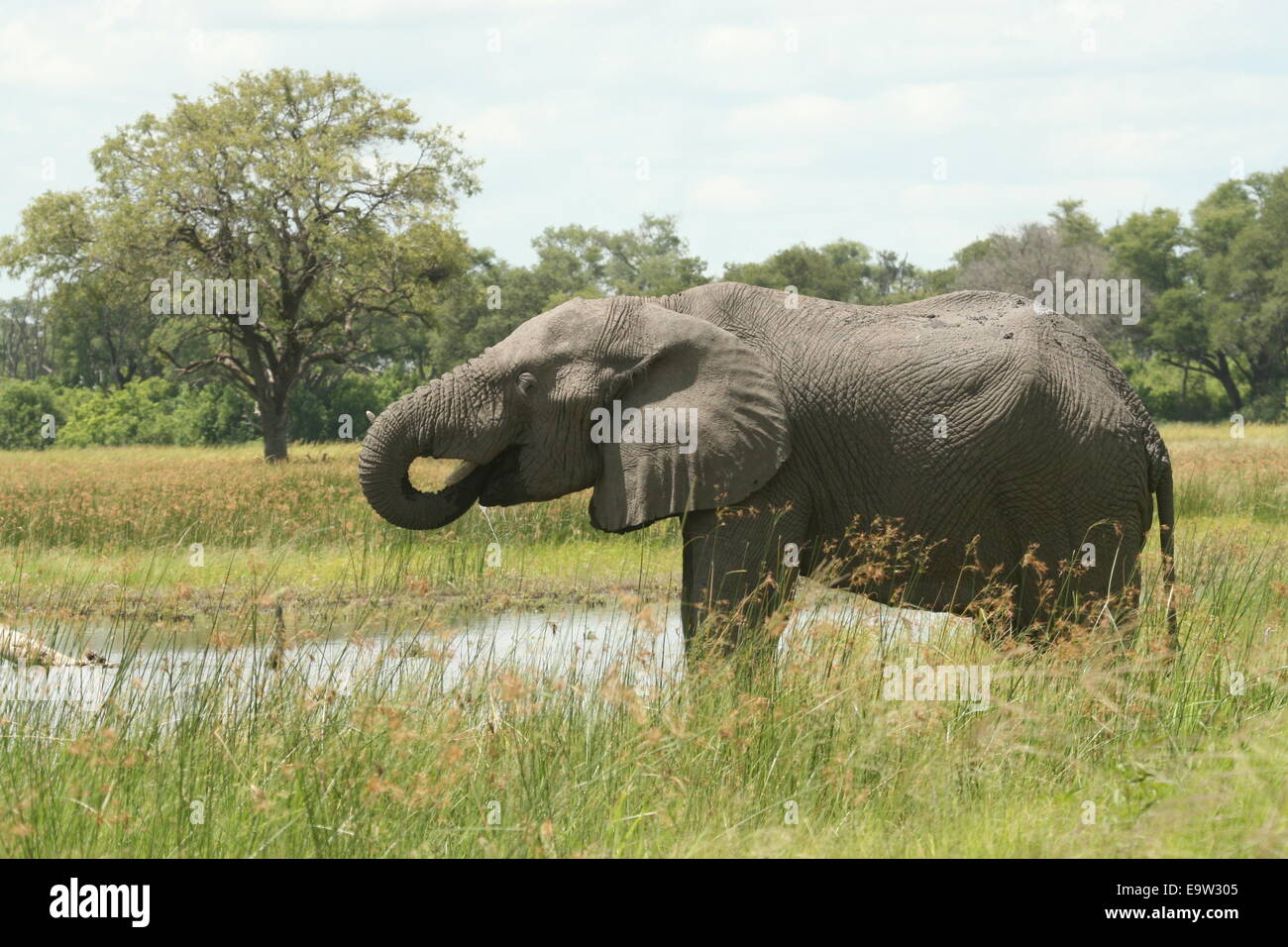 Elephant drinking from large pool, in Moremi Game Reserve, Botswana. Stock Photo