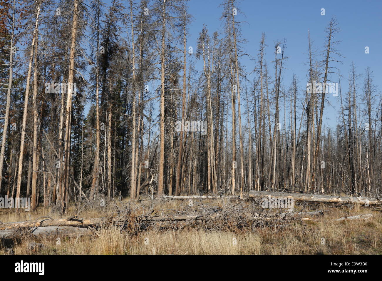 Dead trees, Yellowstone National Park Stock Photo Alamy