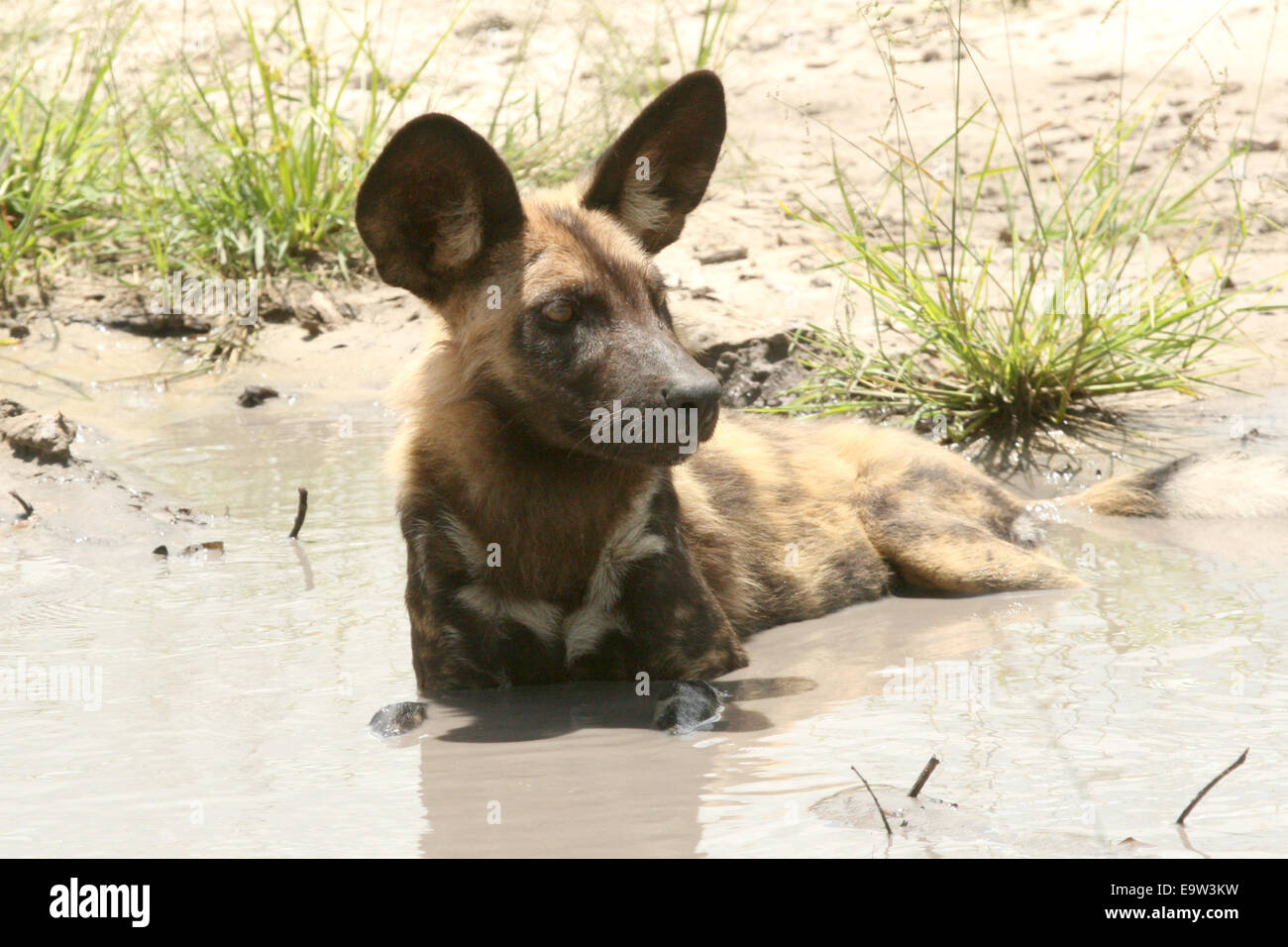 African Hunting Dog in puddle. Stock Photo
