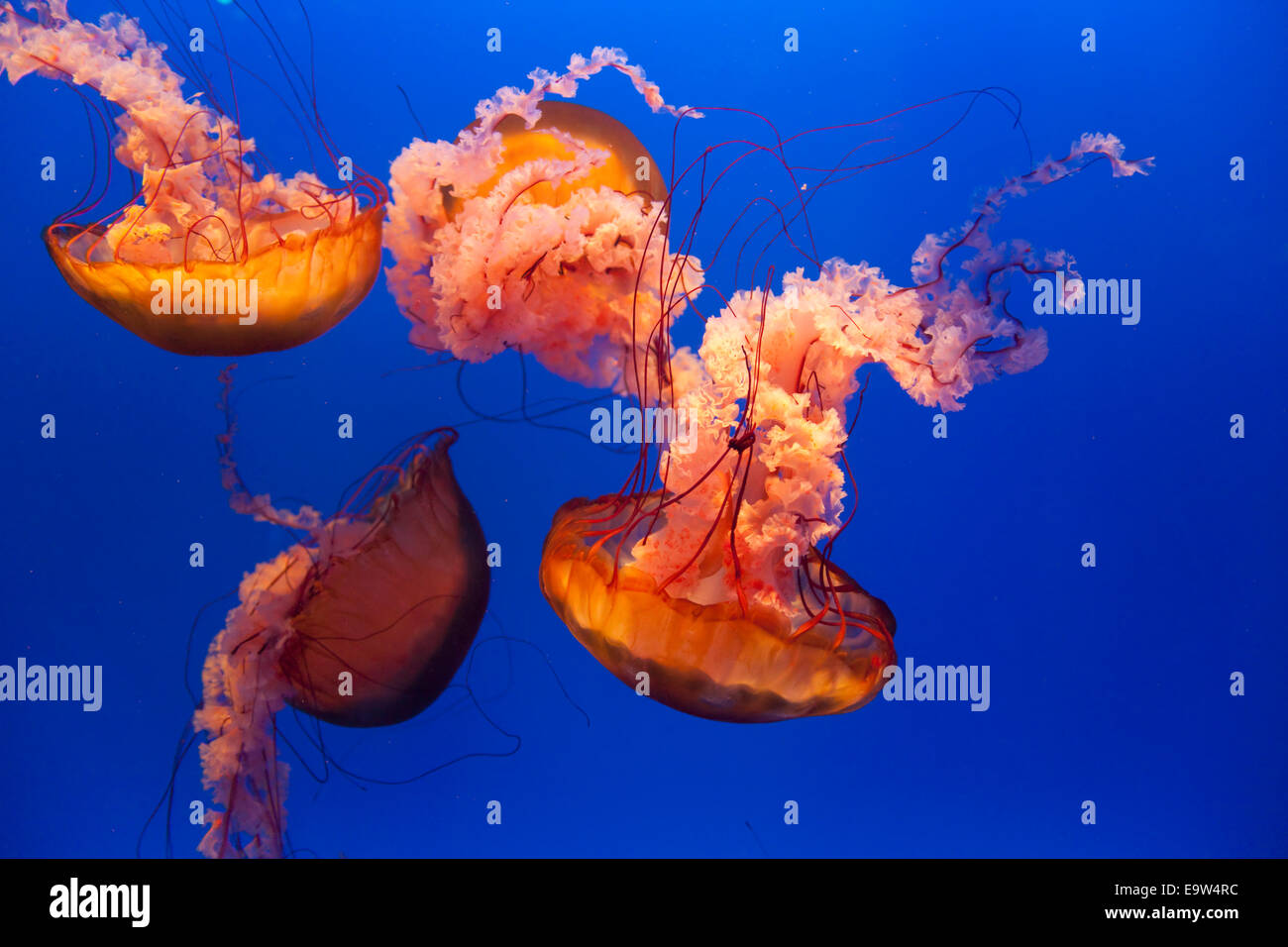Nettle Jellyfish (Chrysaora sp.), Sea Jelly spectacular, Ocean Park