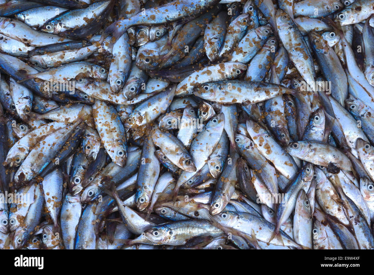 Close up of freshly caught Sardines soiled with sand Stock Photo Alamy