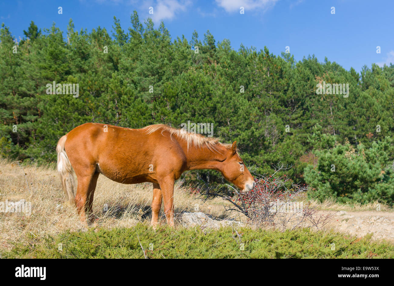 Hungry horse eating hips in Crimean mountains Stock Photo