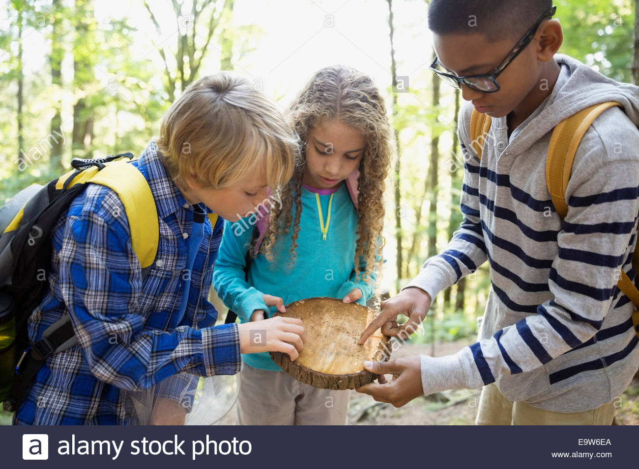 Children examining piece of tree in woods Stock Photo