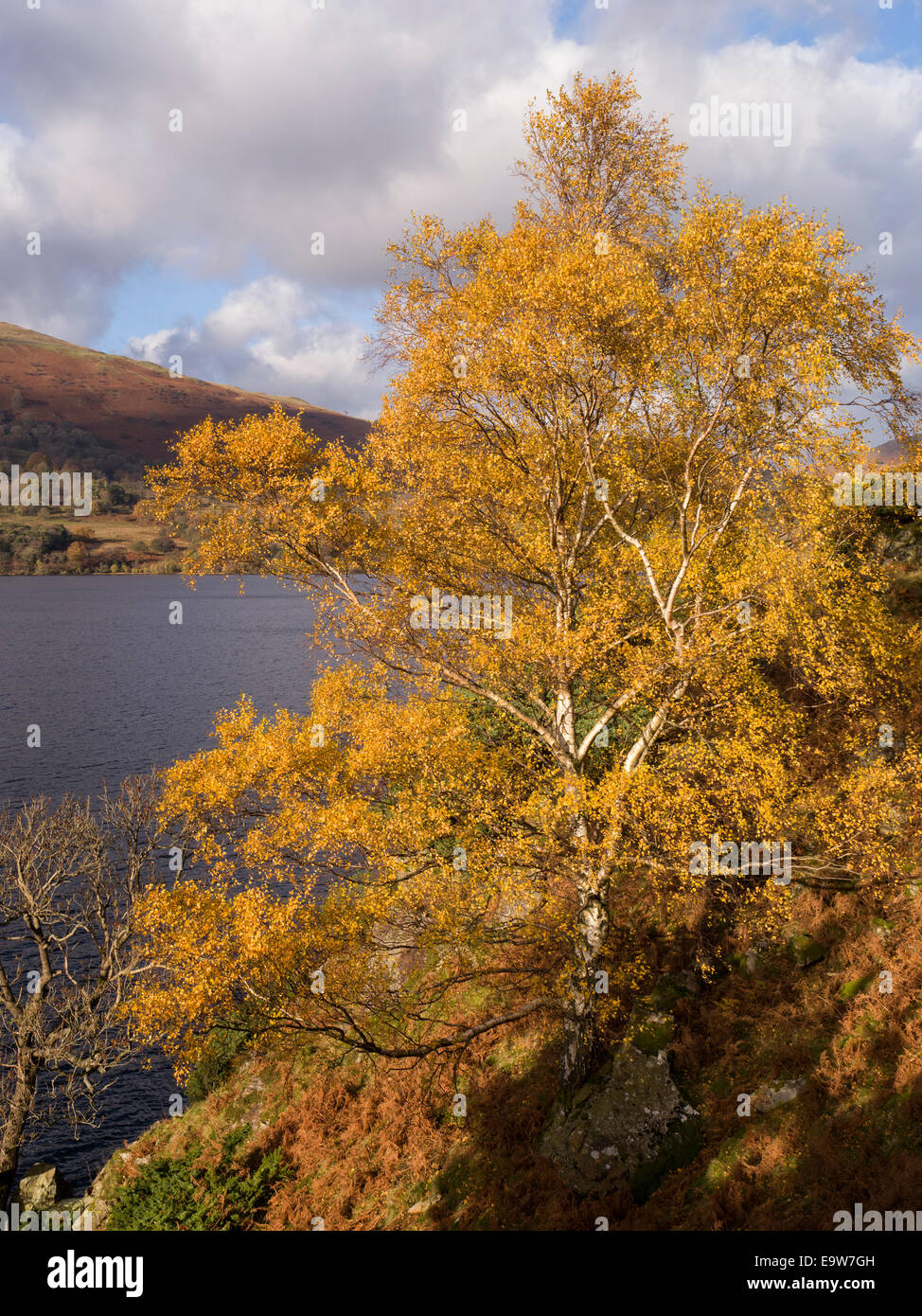 Sunlit bright yellow leaves of Silver Birch Tree in Autumn with waters of Lake Ullswater beyond, on the Ullswater Way, Lake District, Cumbria, England Stock Photo