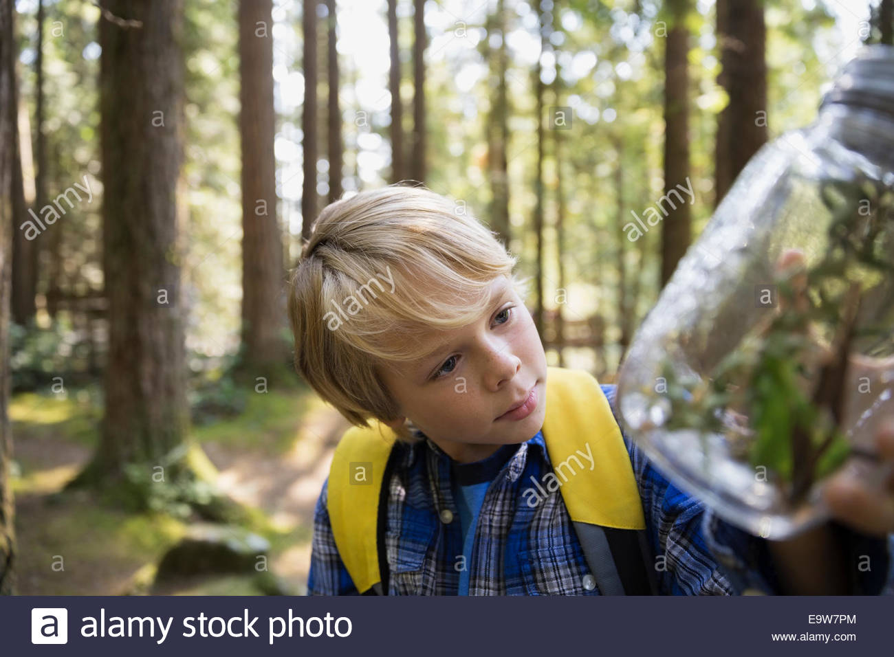 Curious boy in woods examining plants in jar Stock Photo
