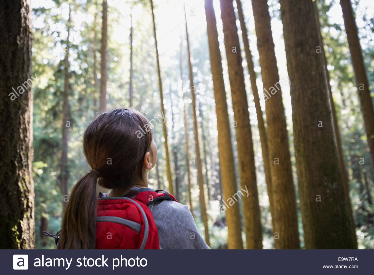 Looking up at tall trees hires stock photography and images Alamy