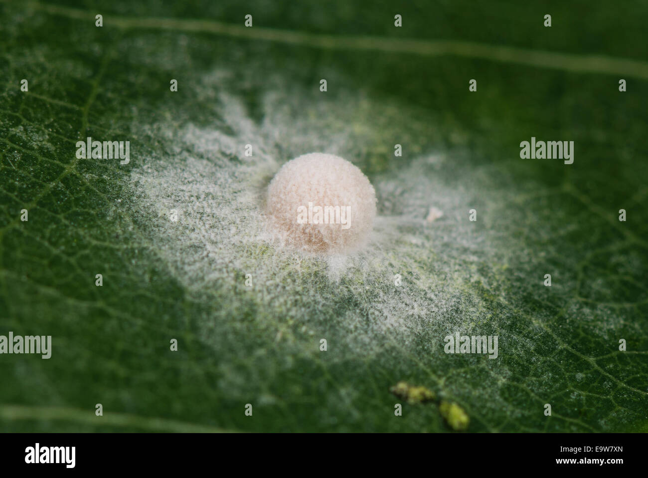 A Blue Morpho egg with a fungal disease Stock Photo