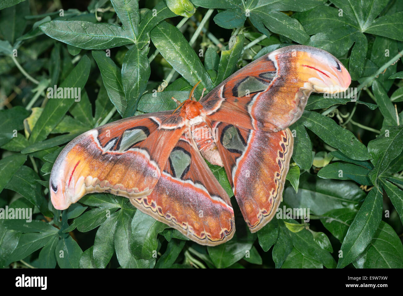 An Atlas moth at rest Stock Photo