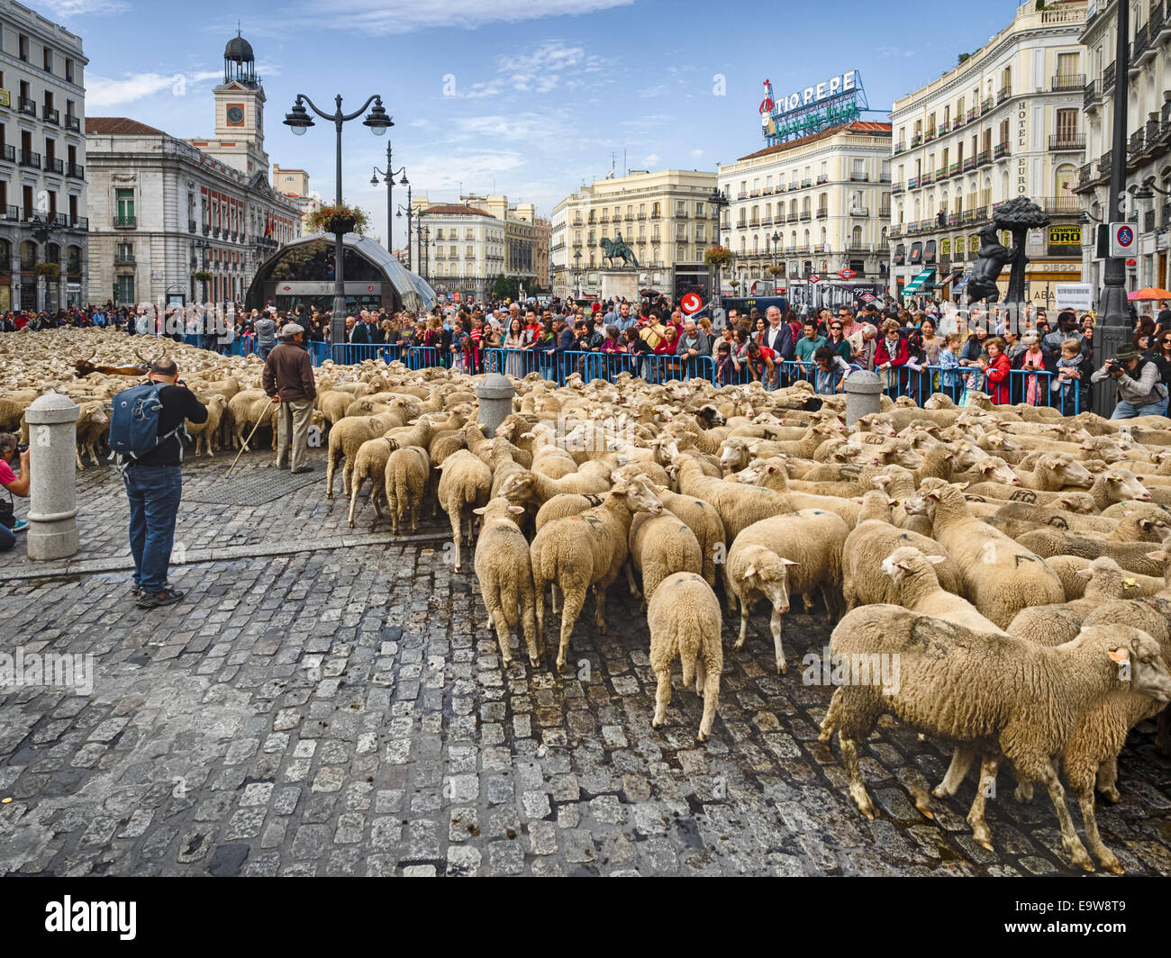 Sheep invasion in Madrid's Puerta del Sol Stock Photo