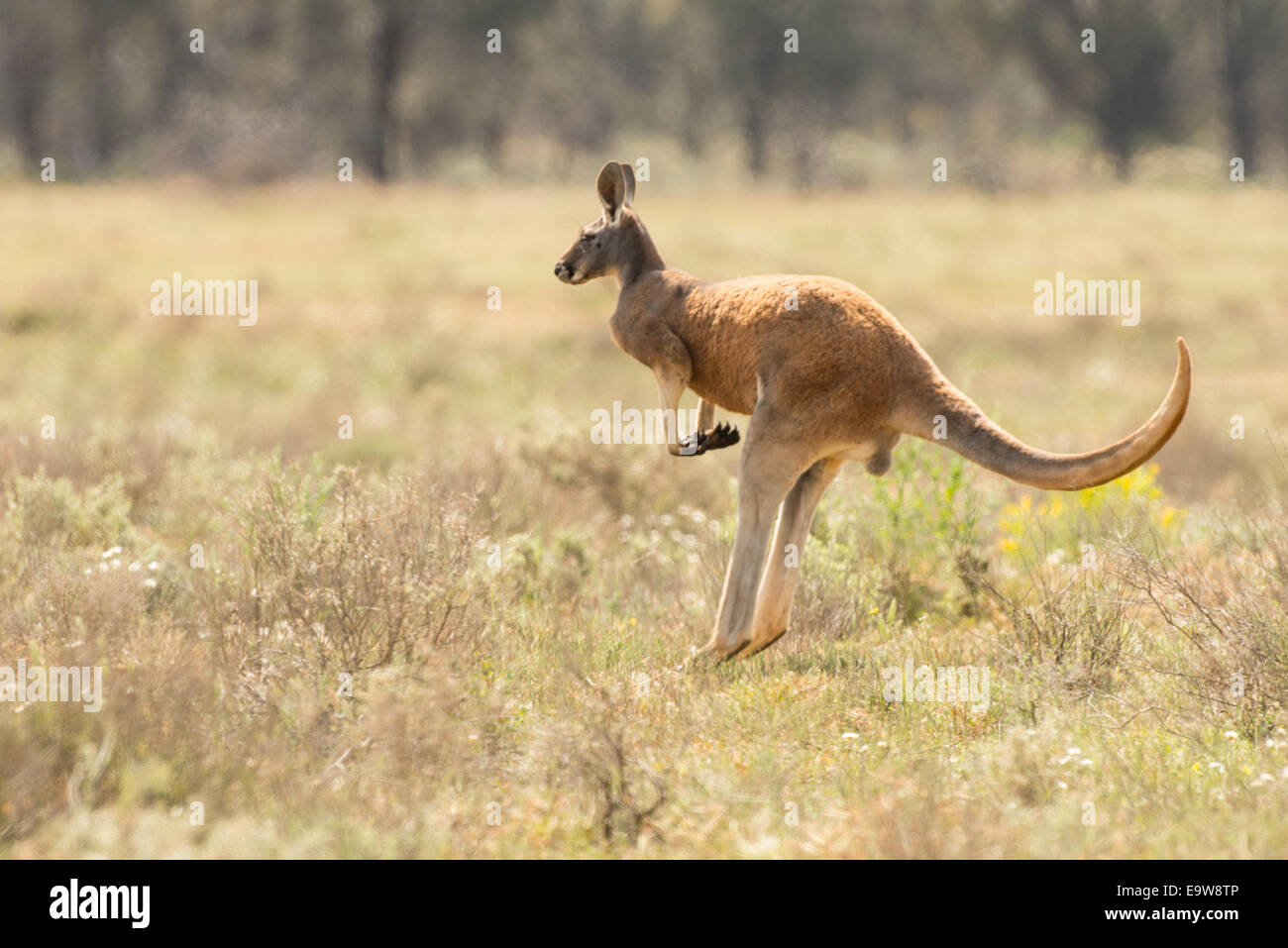 Stock photo of a red kangaroo hopping. Stock Photo