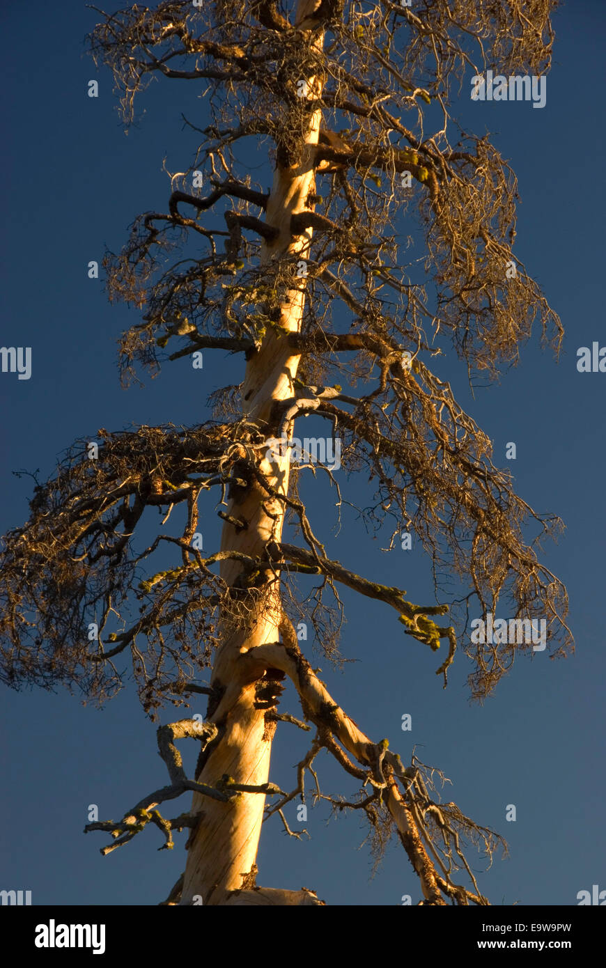 Pine snag, Lakes Basin Recreation Area, Plumas National Forest, California Stock Photo