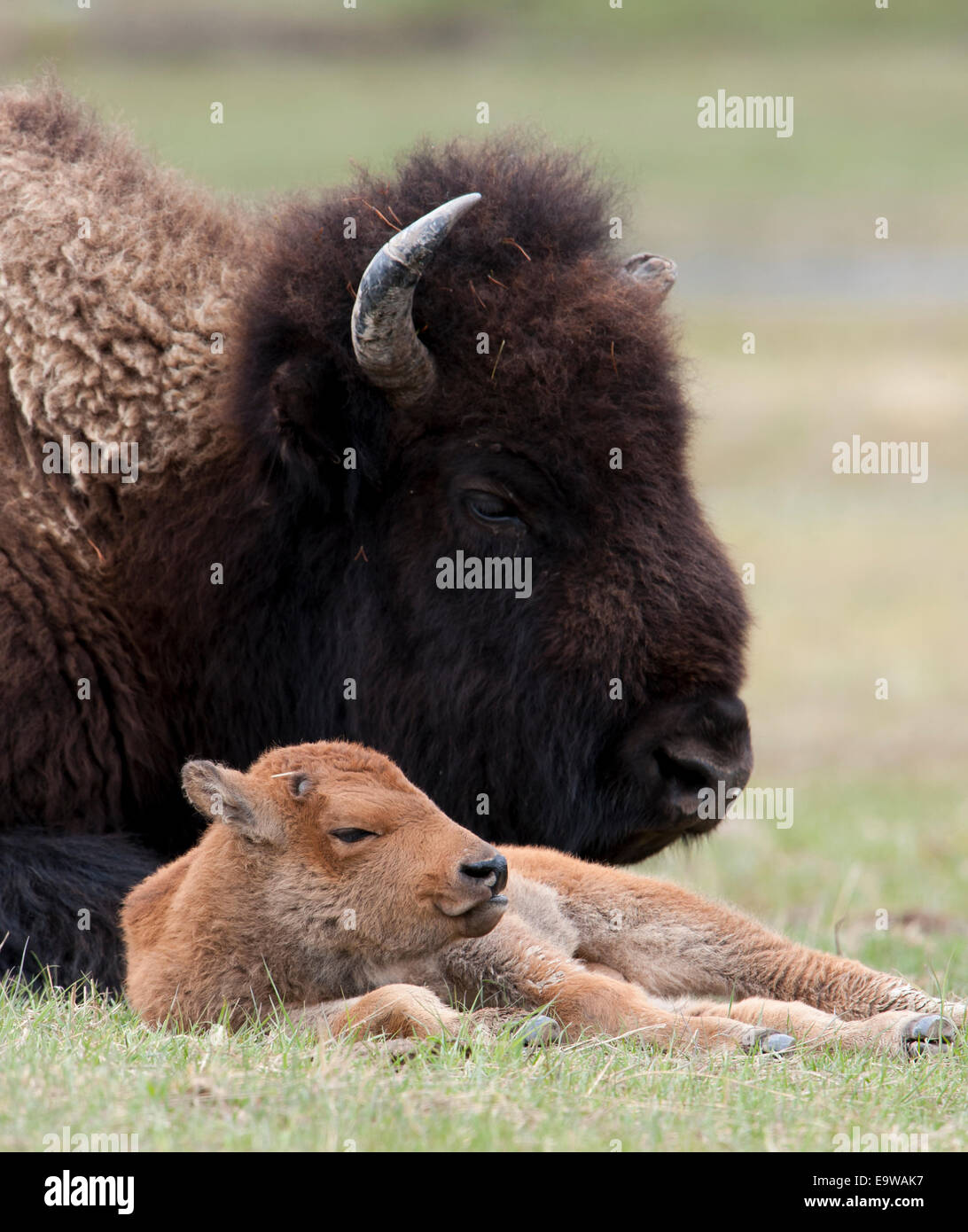 A bison (Bison bison) cow resting with her calf, Yellowstone National Park, Wyoming Stock Photo