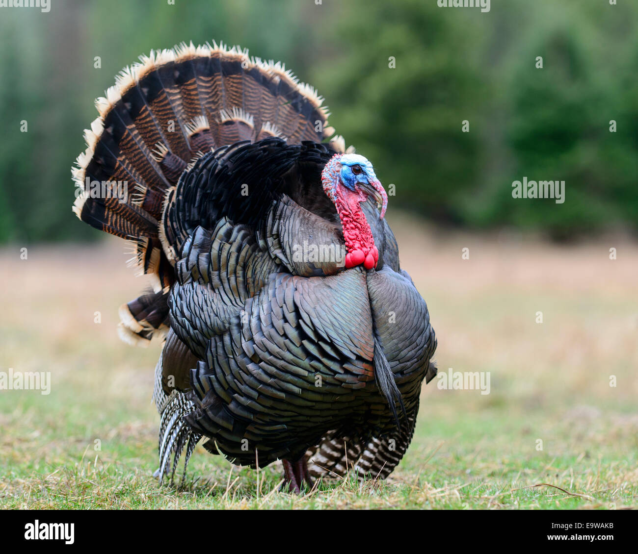 Wild Turkey (Meleagris gallopavo), Western Montana Stock Photo