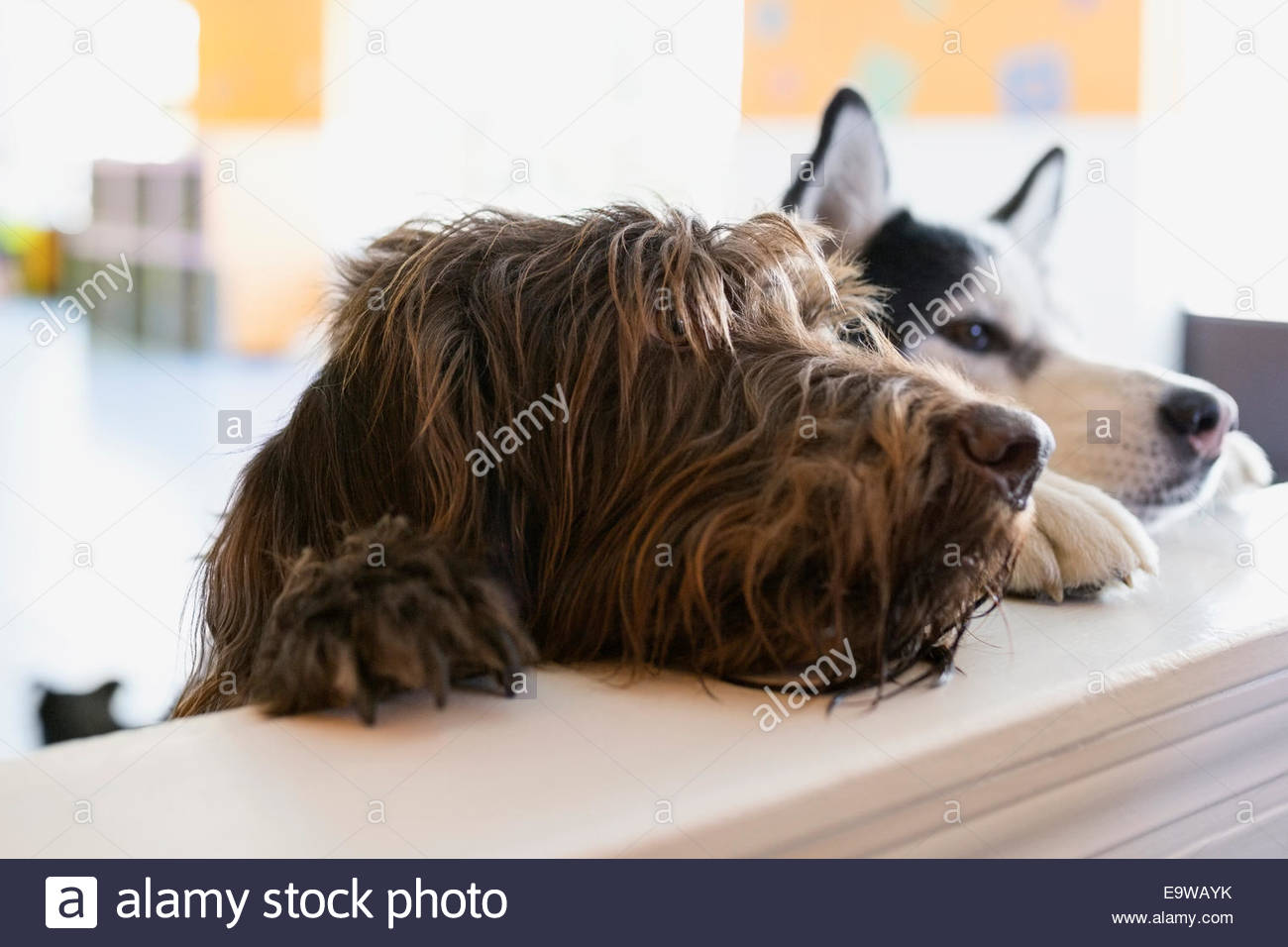 Curious dogs leaning on dog daycare counter Stock Photo