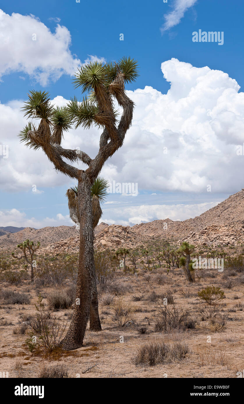 Joshua Tree on its scientific name Yucca brevifolia thrives in the national park with the same name Stock Photo