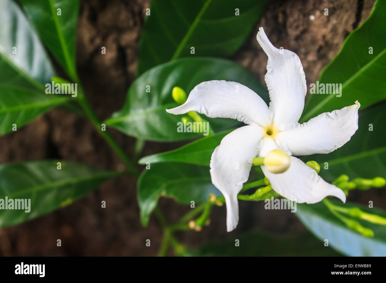 White Sampaguita Jasmine or Arabian Jasmine in garden Stock Photo