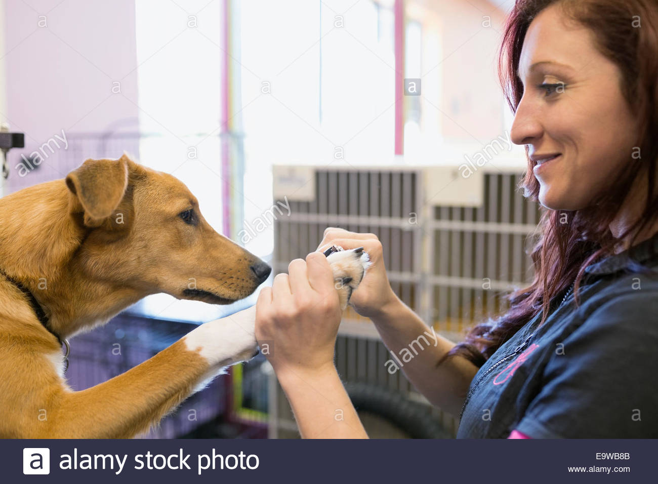 Dog groomer clipping dogs nails Stock Photo