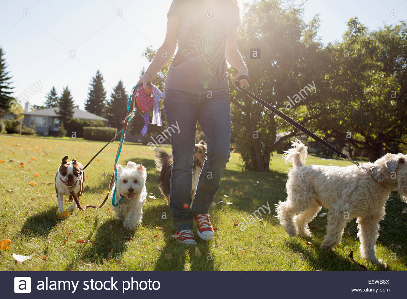 Woman walking dogs in sunny park Stock Photo