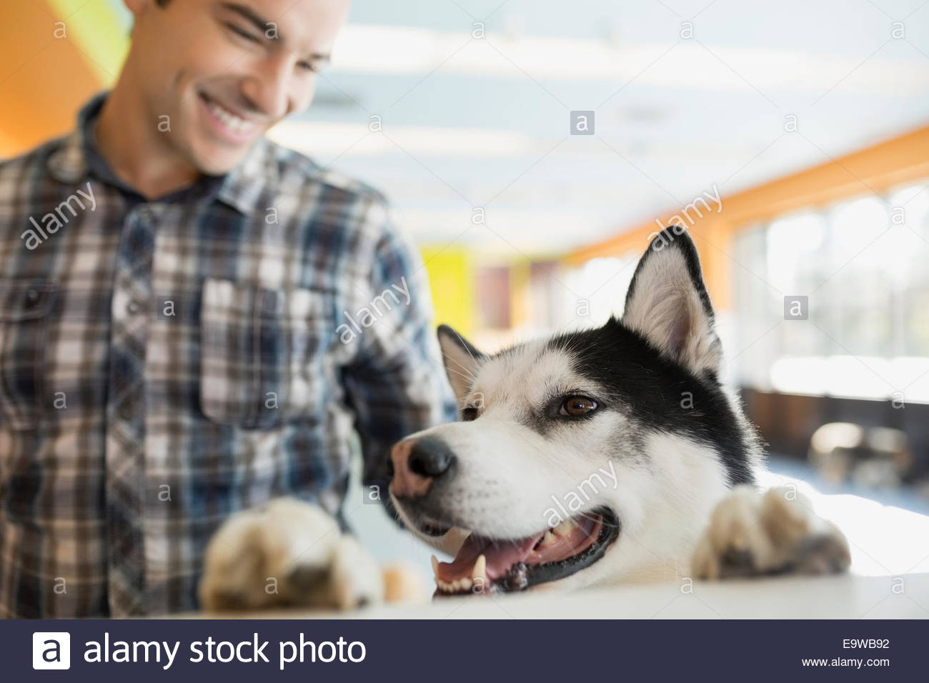 Man dropping off Husky at dog daycare Stock Photo