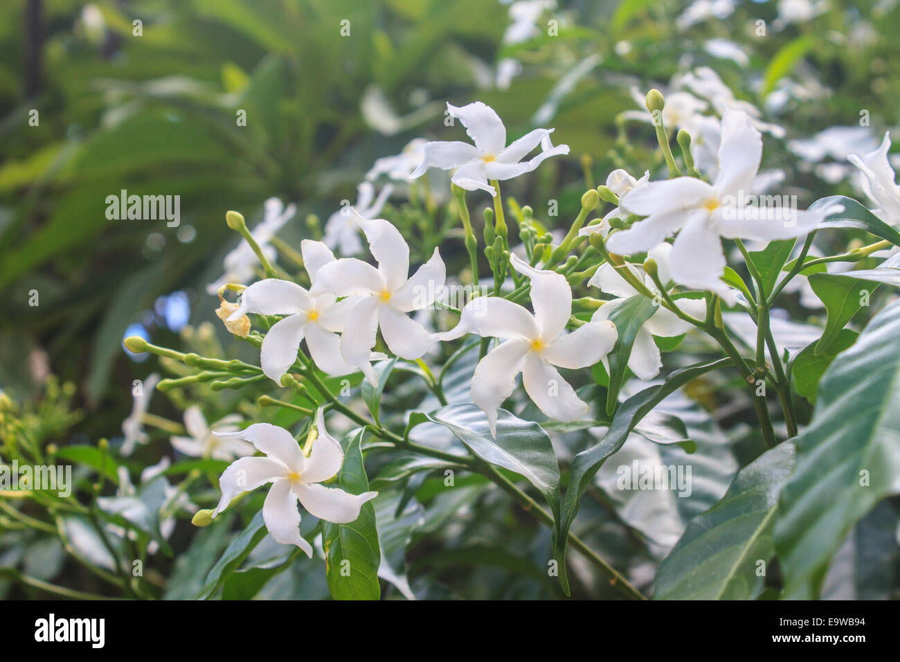 Sampaguita hires stock photography and images Alamy