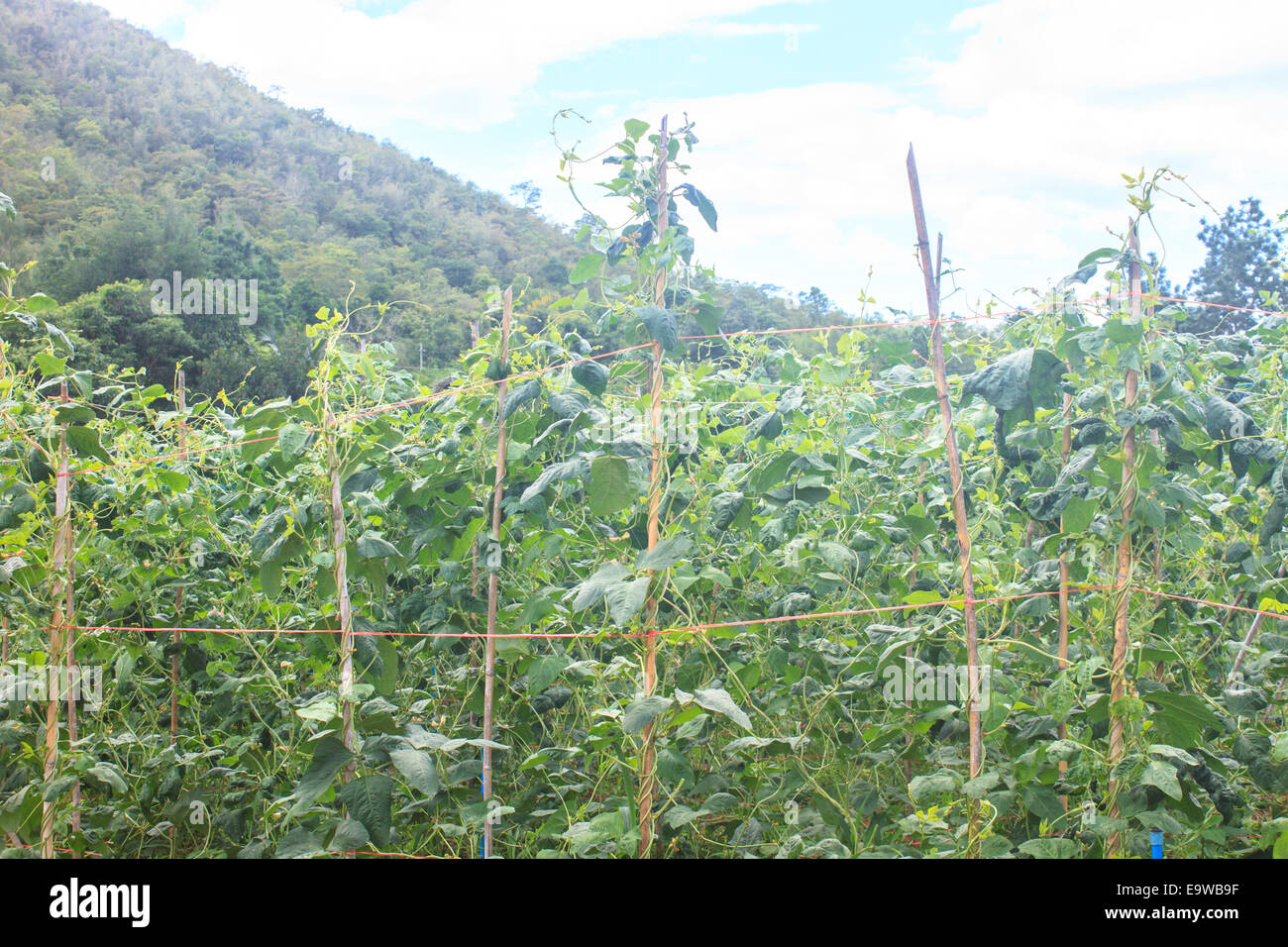 Yard long bean farm, farm on ground in vegetable garden Stock Photo Alamy